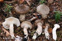 Hygrophorus inocybiformis image