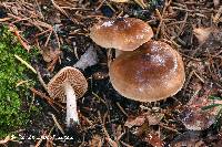 Cortinarius fulvescens image