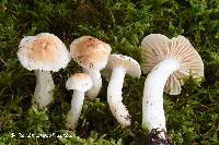 Hygrophorus secretanii image