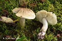 Tricholoma aestuans image