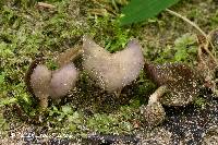 Helvella ephippium image