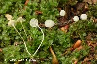 Hemimycena pseudocrispata image