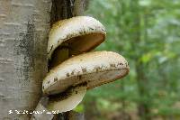 Pholiota destruens var. edmundii image