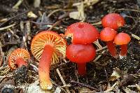 Hygrocybe marchii image