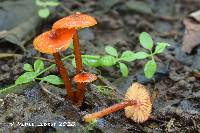 Hygrocybe minutula image