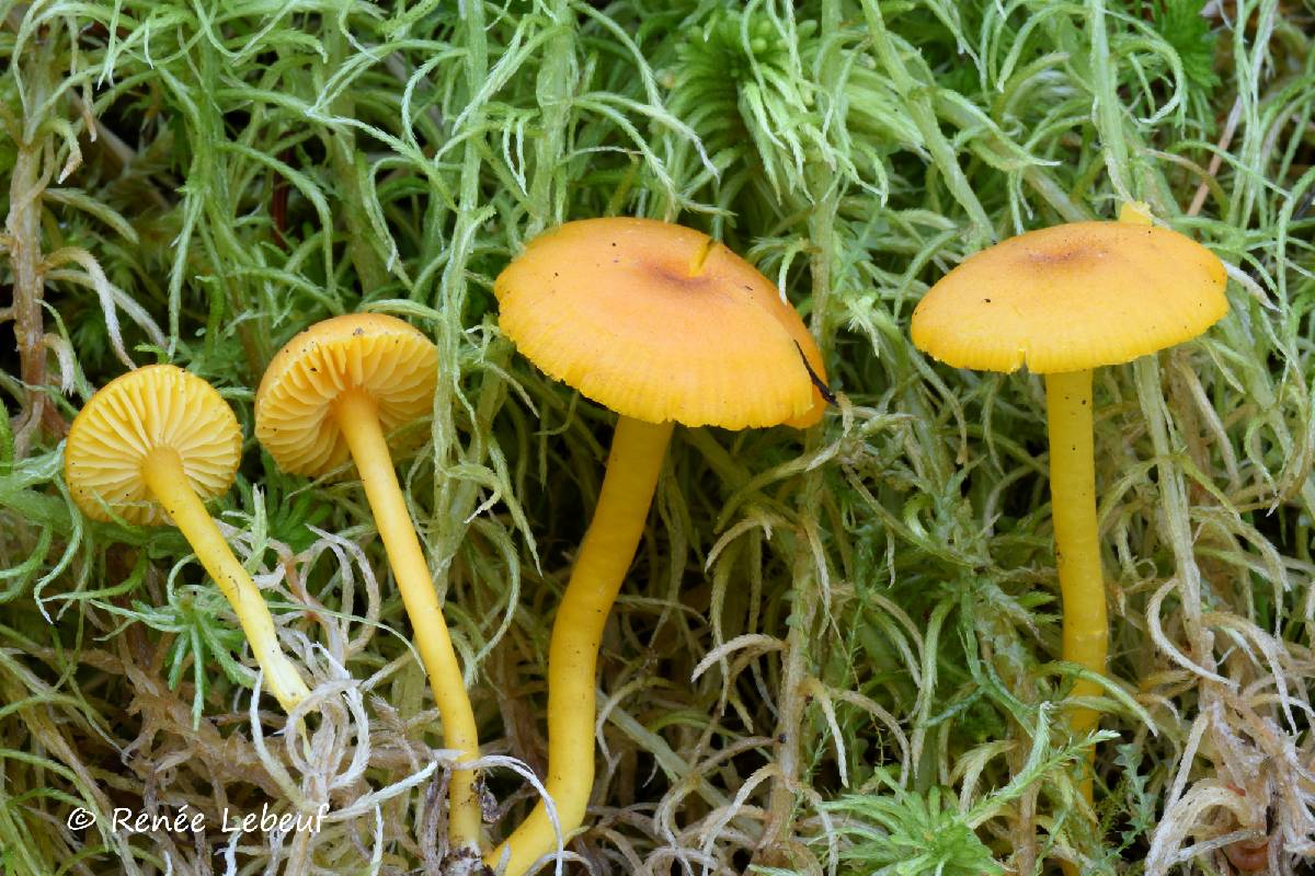 Hygrocybe mollis image