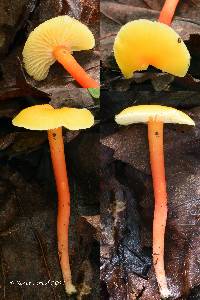 Hygrocybe subminutula image