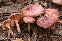 Hygrophorus capreolarius image