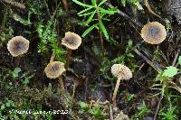 Inocybe nigrodisca image