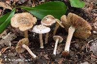 Inocybe acriolens image