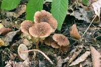 Inocybe nemorosa image