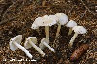 Inocybe umbratica image