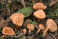 Lactarius alpinus var. mitis image