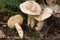 Lactarius midlandensis image