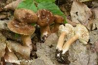 Lactarius fumosoides image