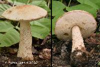 Leccinum insolens var. brunneomaculatum image