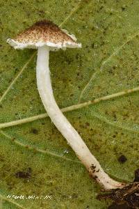 Lepiota umbrosa image