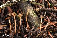 Xeromphalina picta image