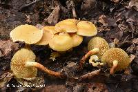 Pholiota alnicola image