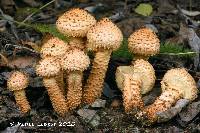 Pholiota lundbergii image