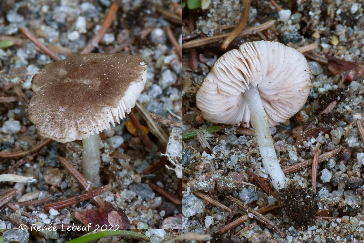 Pluteus inflatus image