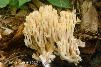 Ramaria primulina image