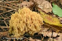 Ramaria flavoides image