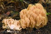 Ramaria neoformosa image