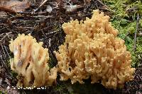 Ramaria brunneicontusa image