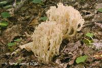 Clavaria arborea image