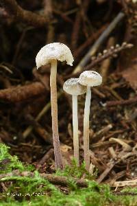 Rhizomarasmius undatus image