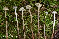 Rhizomarasmius undatus image