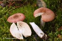 Russula hydrophila image