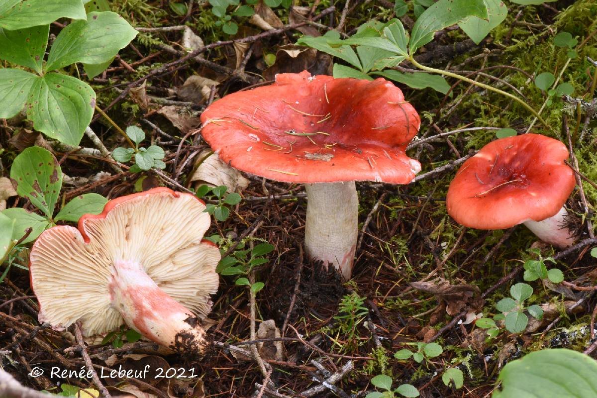 Russula helodes image