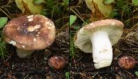 Russula favrei image