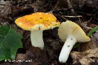 Russula xantho image