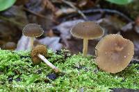 Simocybe serrulata image