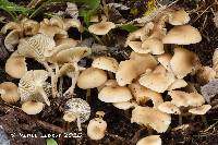 Tephrocybe platypus image