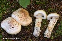 Tricholoma dulciolens image