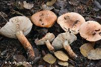 Tricholoma fulvimarginatum image