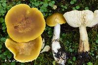 Tricholoma fumosoluteum image