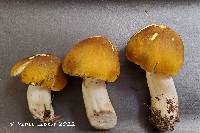 Tricholoma fumosoluteum image