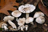 Tricholoma serratifolium image