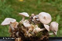 Volvariella surrecta image