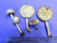 Image of Agaricus argyropotamicus