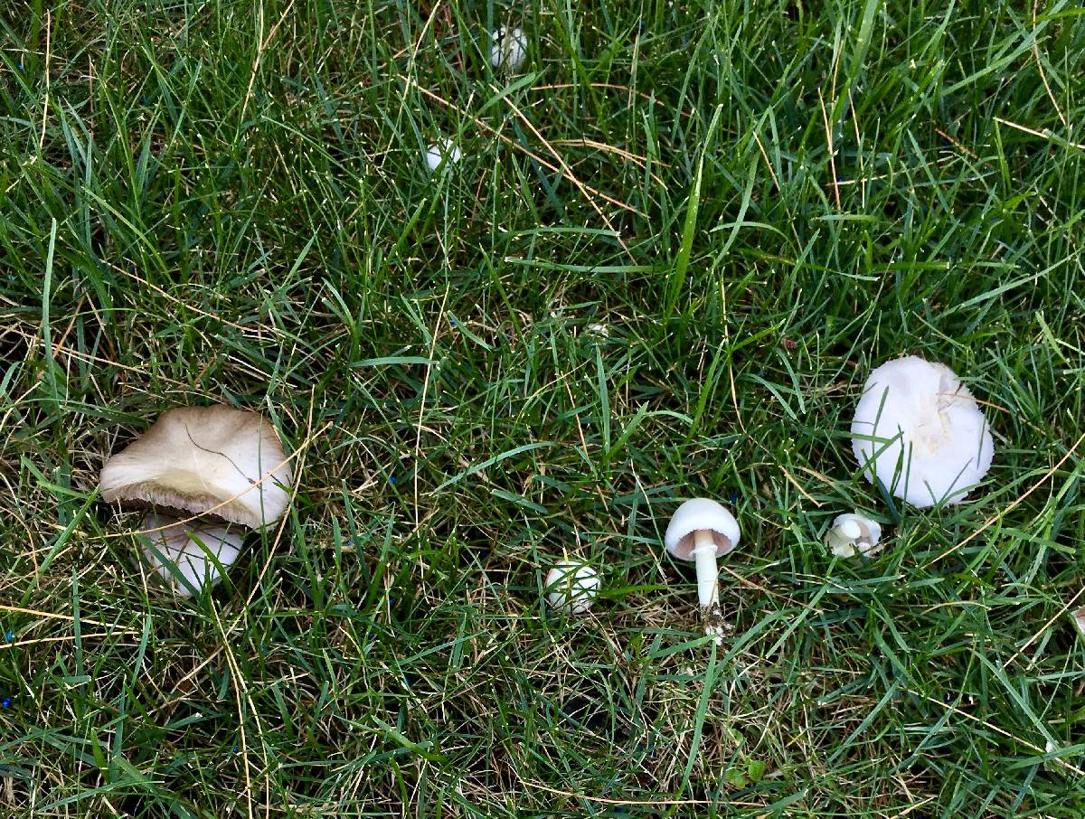 Agaricus argyropotamicus image