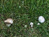 Agaricus argyropotamicus image