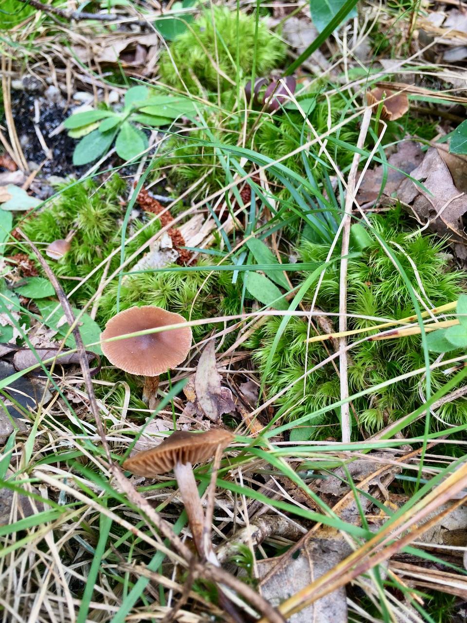 Cortinarius brunneostriatus image