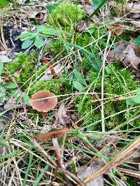 Cortinarius brunneostriatus image