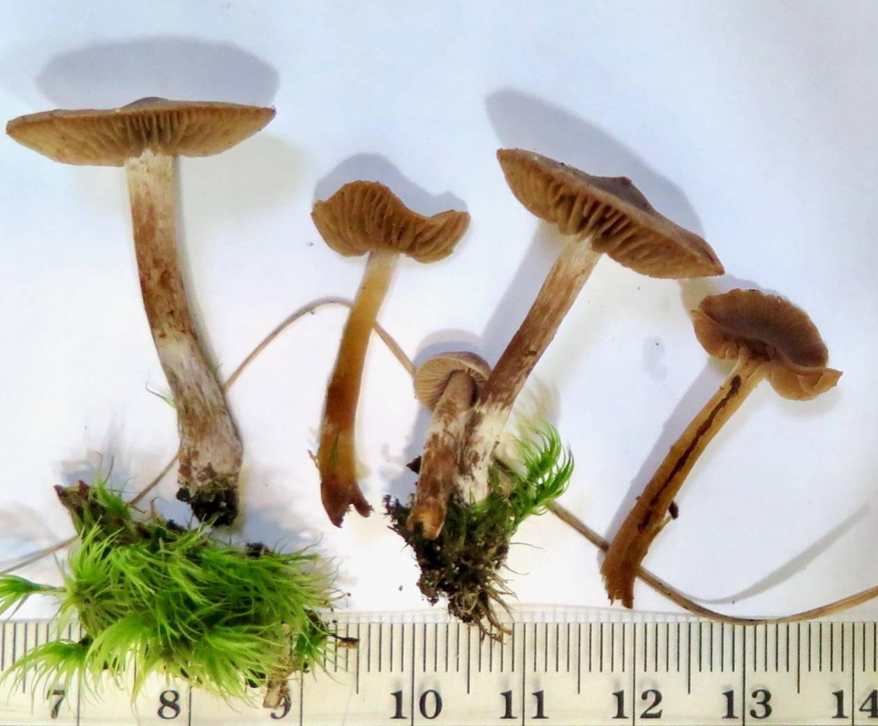 Cortinarius brunneostriatus image